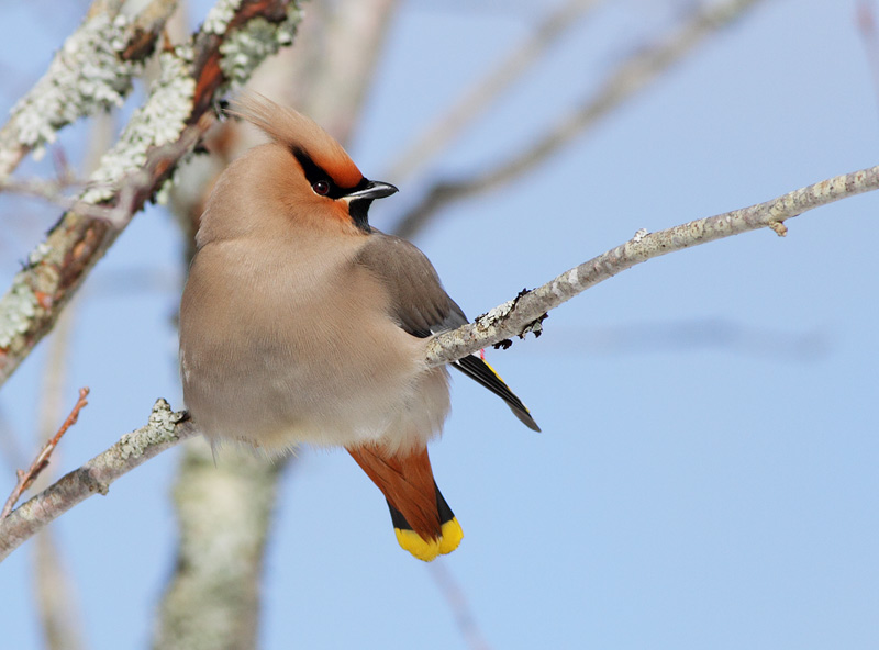 Bohemian Waxwing