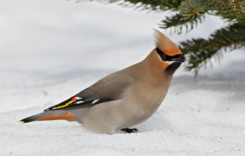Bohemian Waxwing