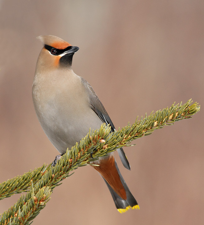 Bohemian Waxwing