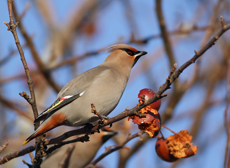 Bohemian Waxwing