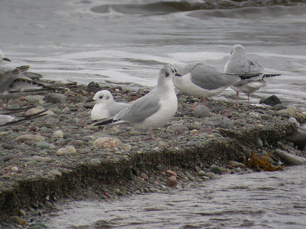 Bonaparte's Gull