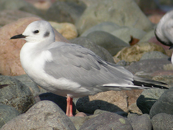 Bonaparte's Gull