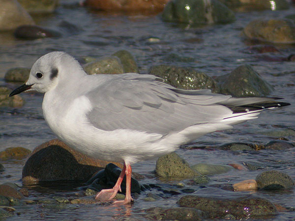 Bonaparte's Gull