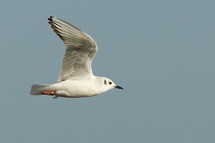 Bonaparte's Gull
