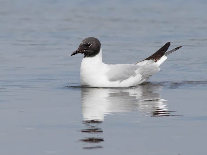 Bonaparte's Gull