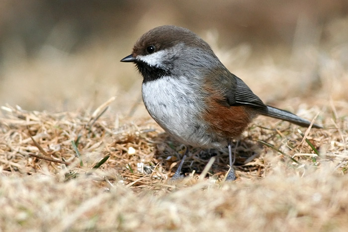 Boreal Chickadee