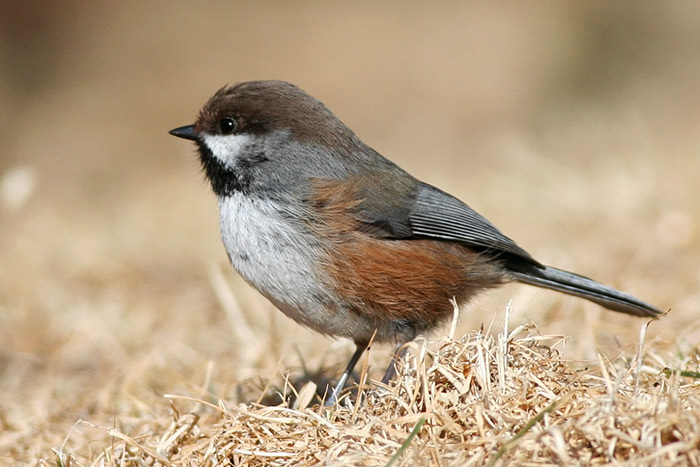 Boreal Chickadee
