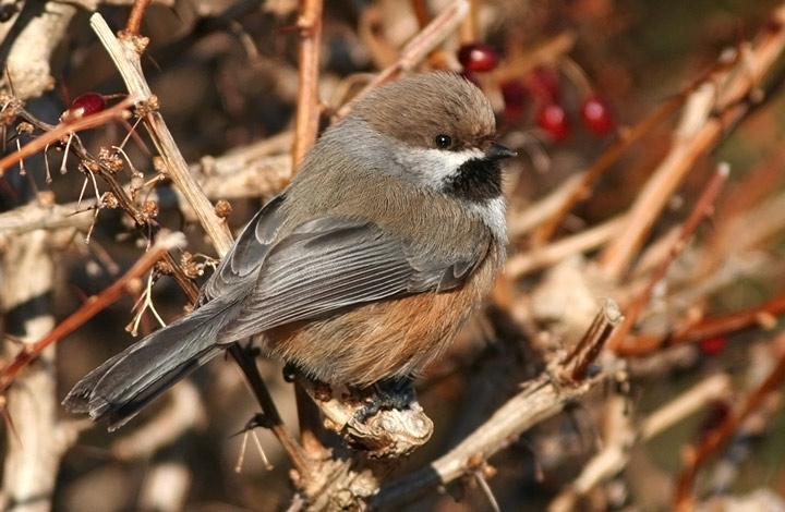 Boreal Chickadee