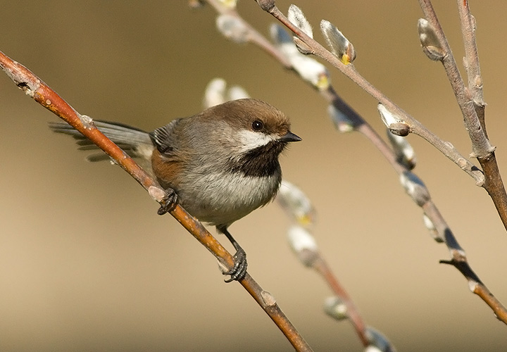 Boreal Chickadee