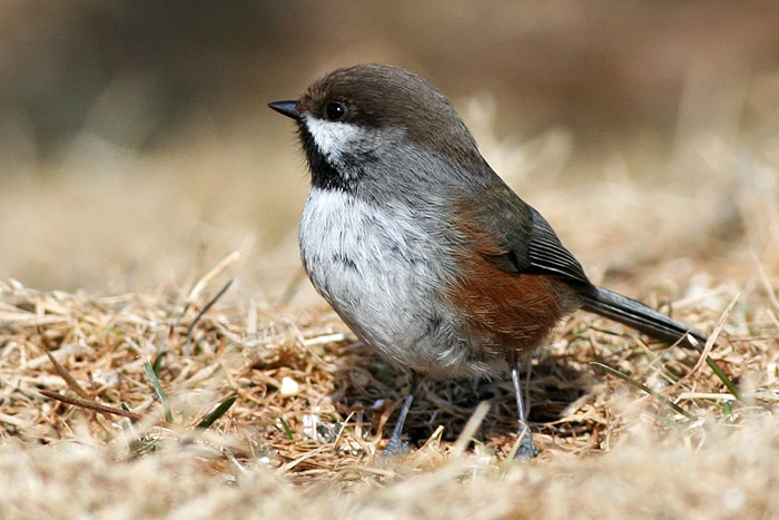 Boreal Chickadee