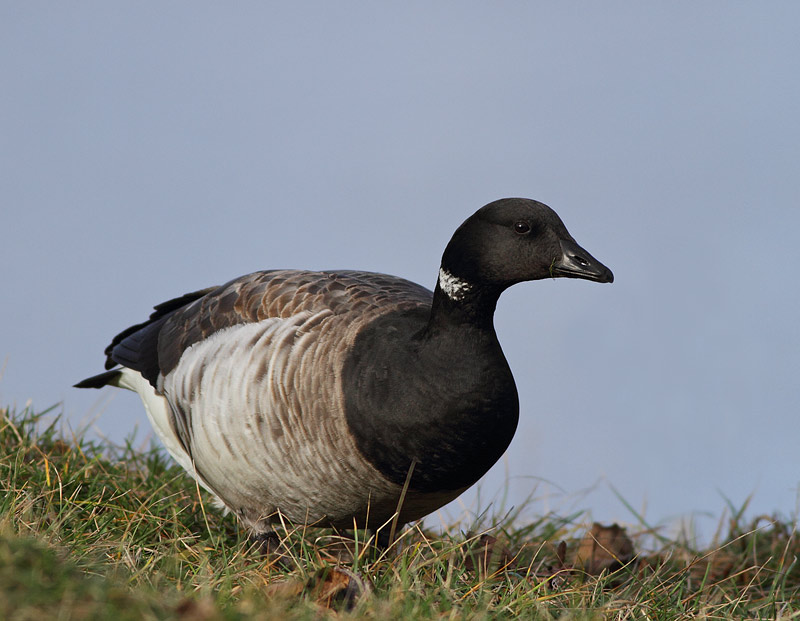 Brant