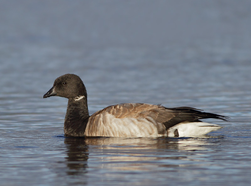 Brant