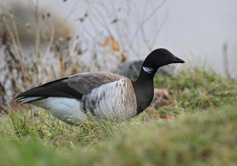 Brant
