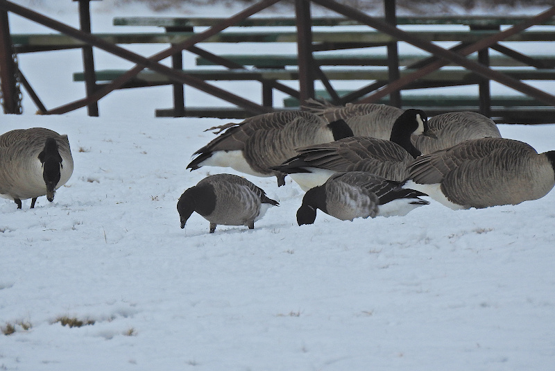 Brant
