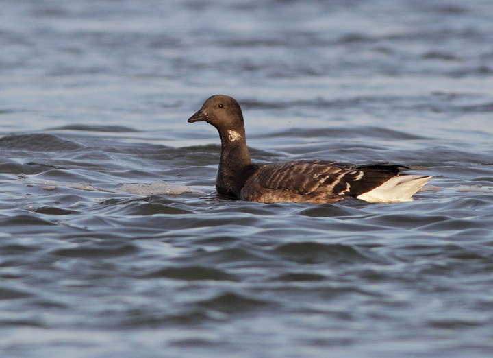 Brant