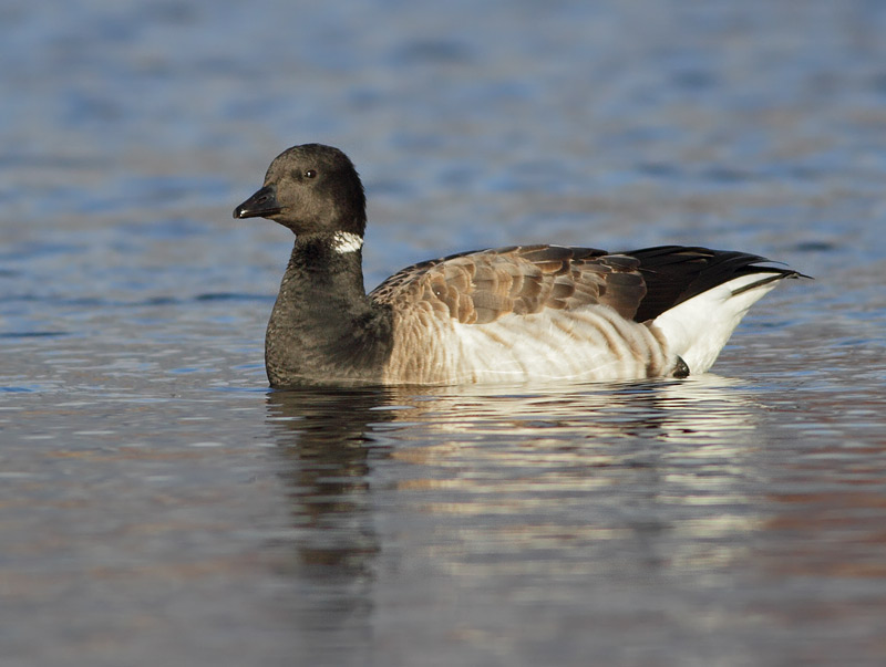 Brant