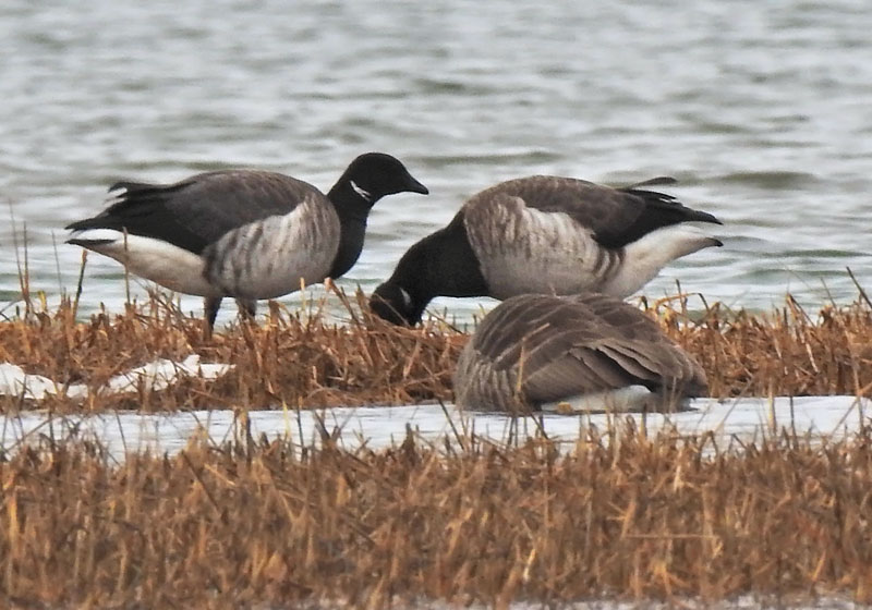 Brant