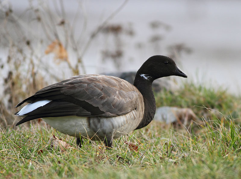 Brant