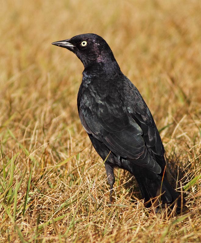 Brewer's Blackbird