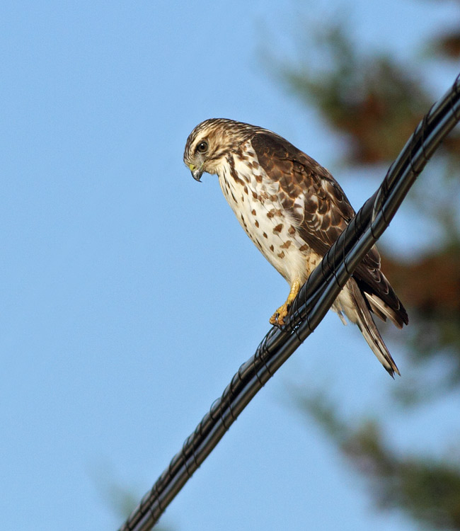 Broad-winged Hawk