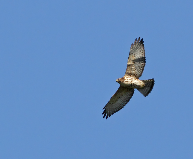 Broad-winged Hawk