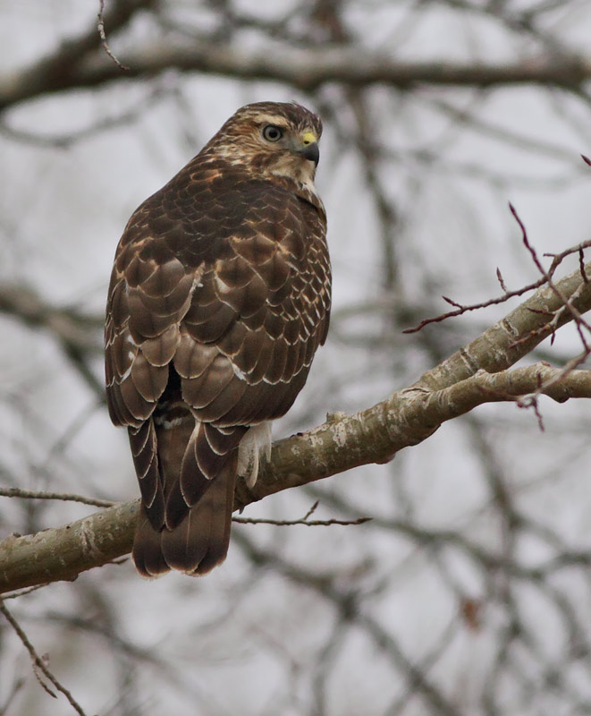 Broad-winged Hawk