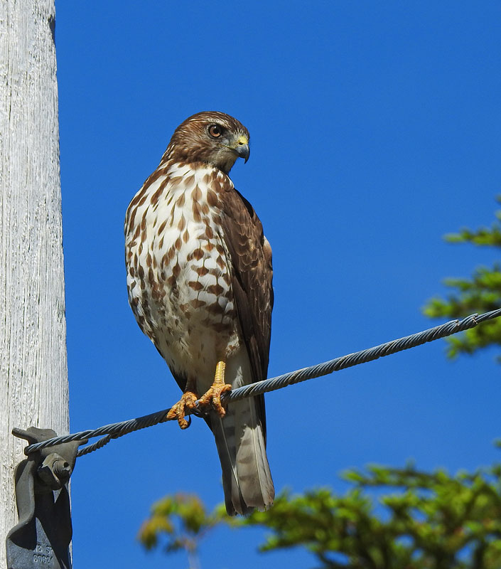 Broad-winged Hawk
