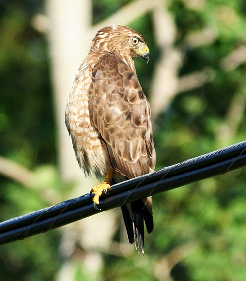 Broad-winged Hawk
