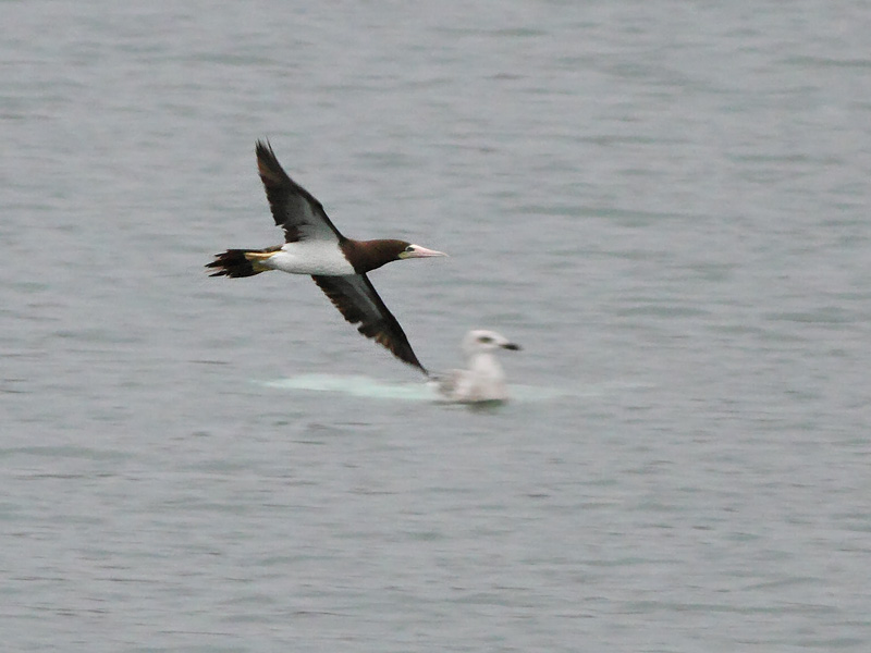 Brown Booby