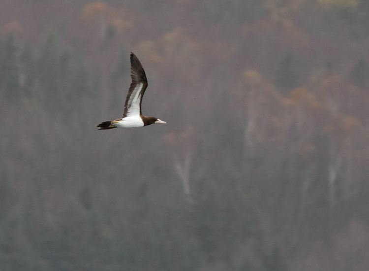 Brown Booby