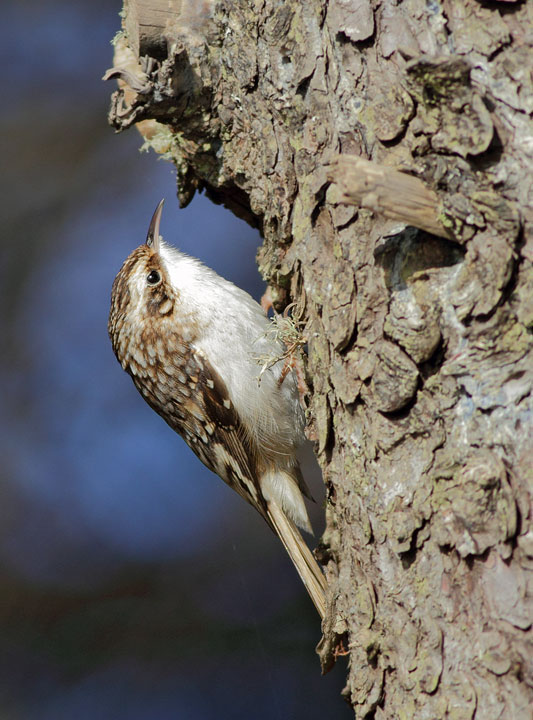 Brown Creeper