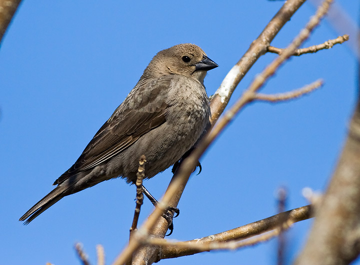 Brown-headed Cowbird
