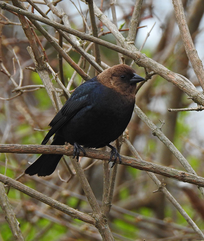 Brown-headed Cowbird