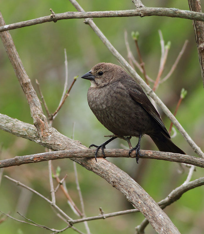 Brown-headed Cowbird