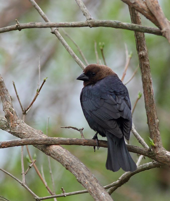 Brown-headed Cowbird