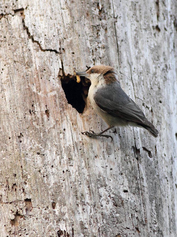 Brown-headed Nuthatch