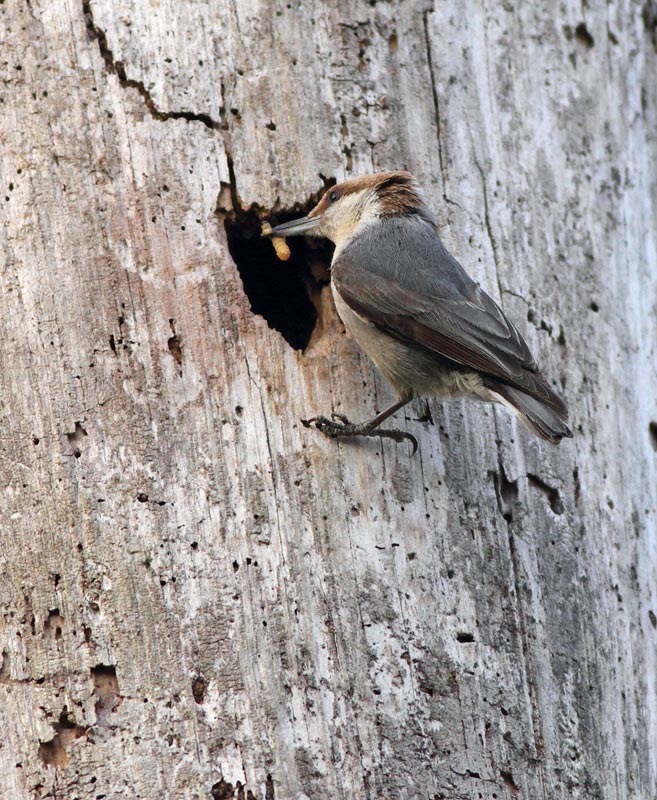 Brown-headed Nuthatch