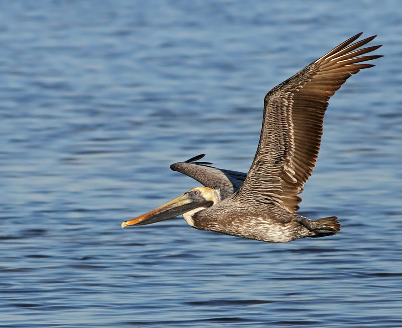 Brown Pelican