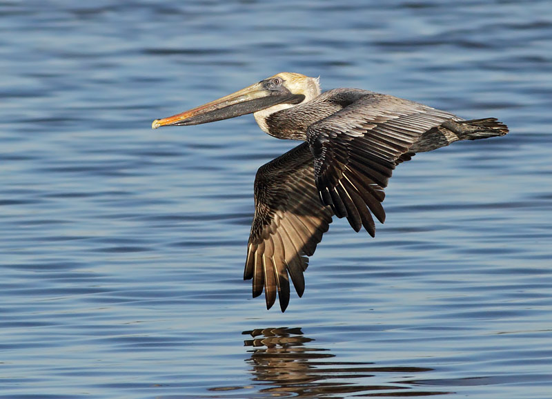 Brown Pelican