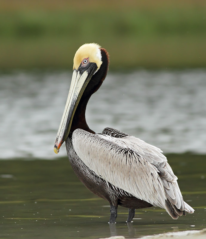 Brown Pelican
