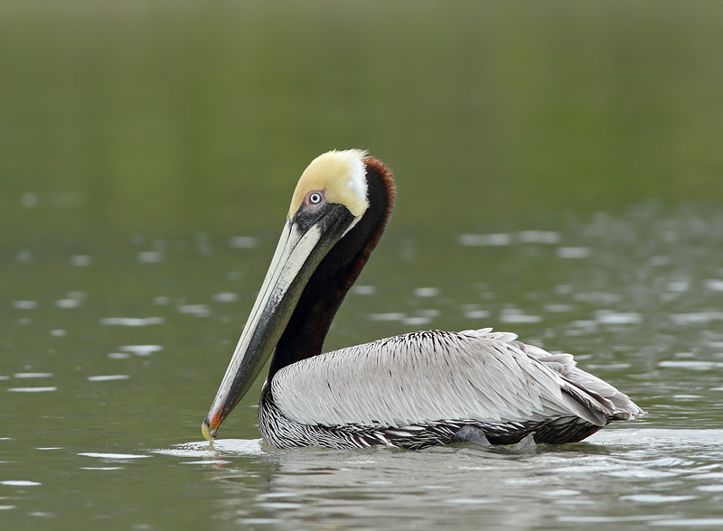 Brown Pelican