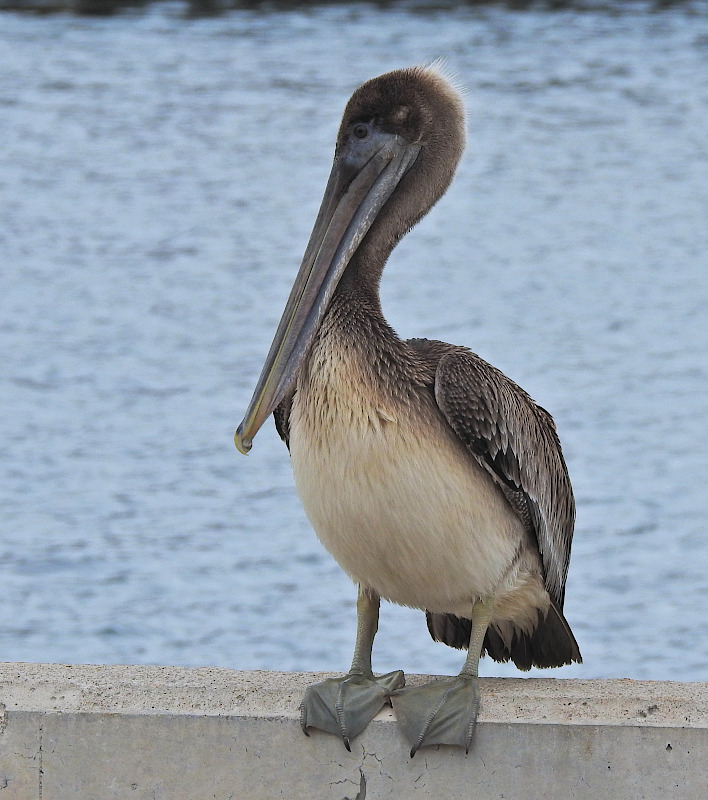 Brown Pelican