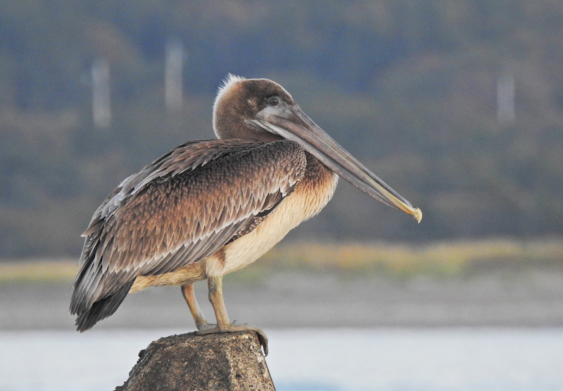 Brown Pelican