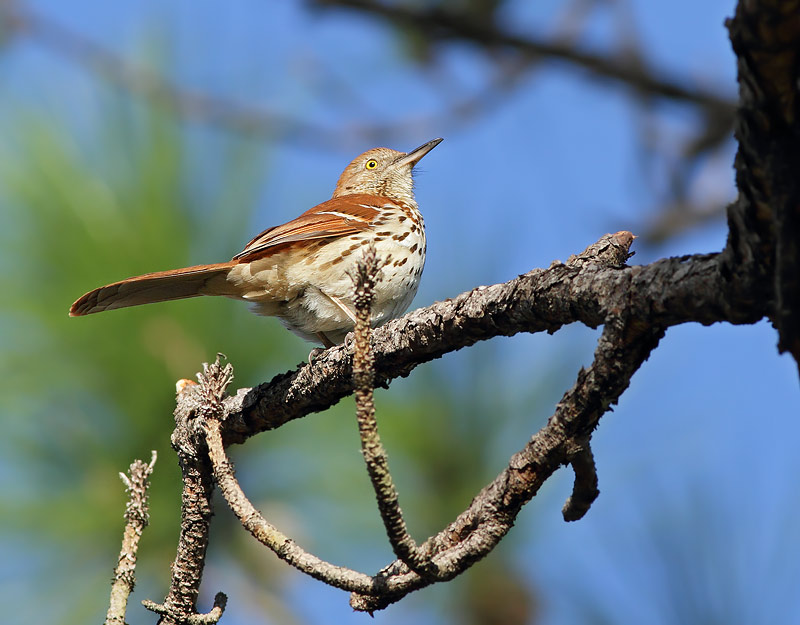 Brown Thrasher