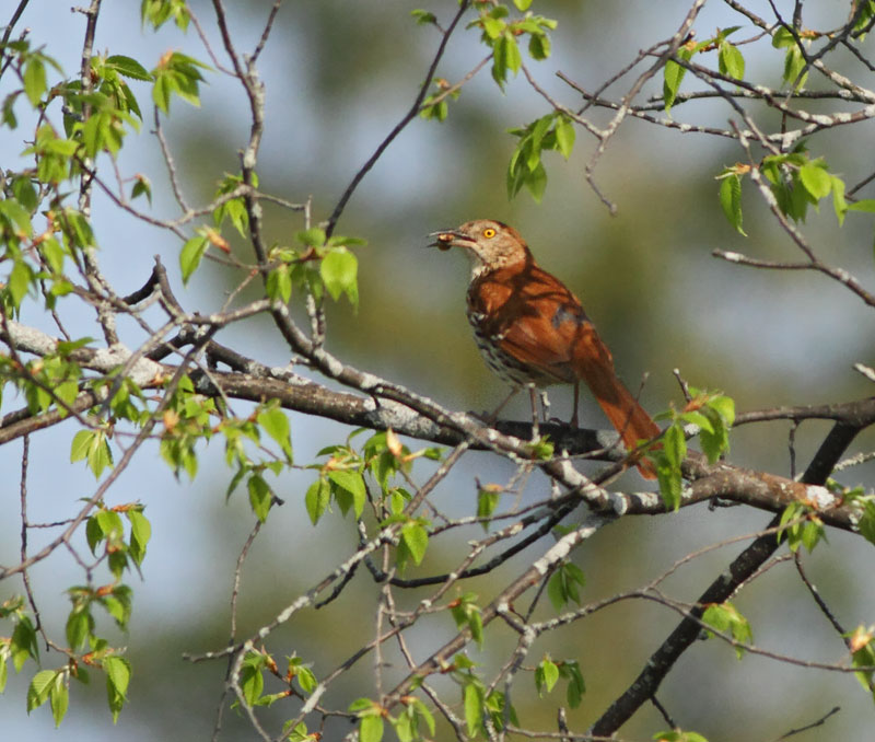 Brown Thrasher
