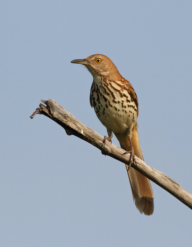 Brown Thrasher