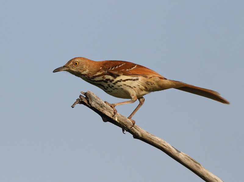 Brown Thrasher