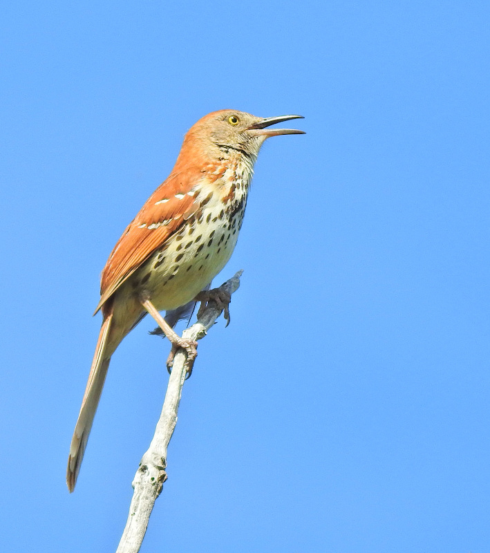 Brown Thrasher