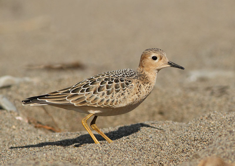 Buff-breasted Sandpiper