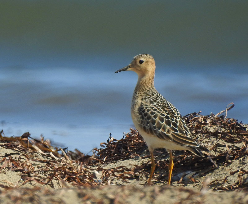 Buff-breasted Sandpiper